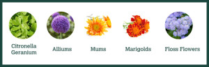 Mosquito-Repellent-Flowers-MosquitoMagnet