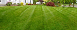 lawn-tip-top-shape-featured