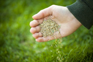 planting-grass-seed