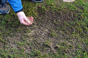 ReSeeding-Bald-Lawn-Patches