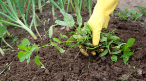 weed-control