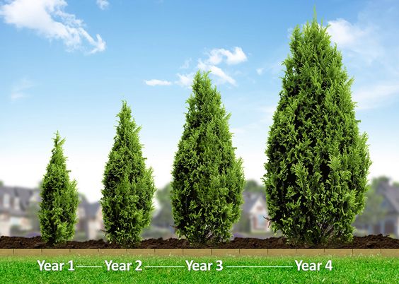 Evergreen Tree Height Chart