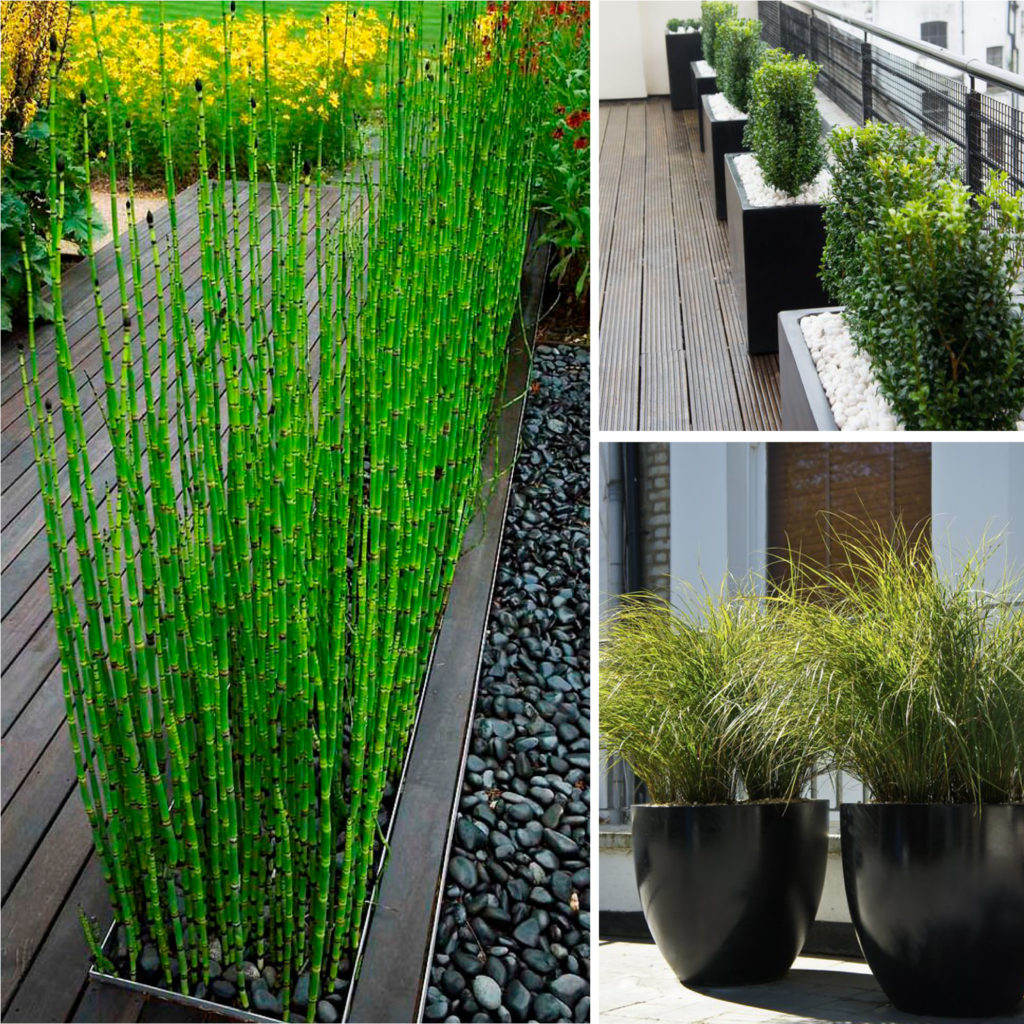 Creatice Best Screening Plants For Privacy for Simple Design