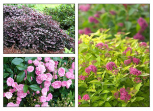 Outdoor-Plants-Landscaping