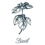 basil