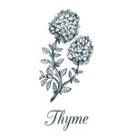 thyme