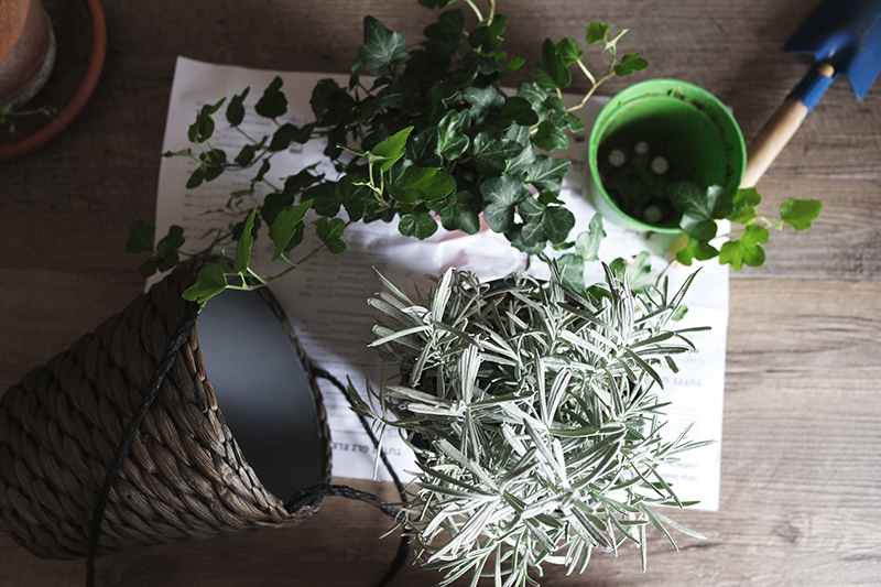 potted-plants-above-shot