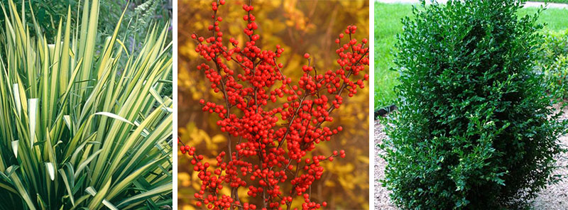 winter-container-plants