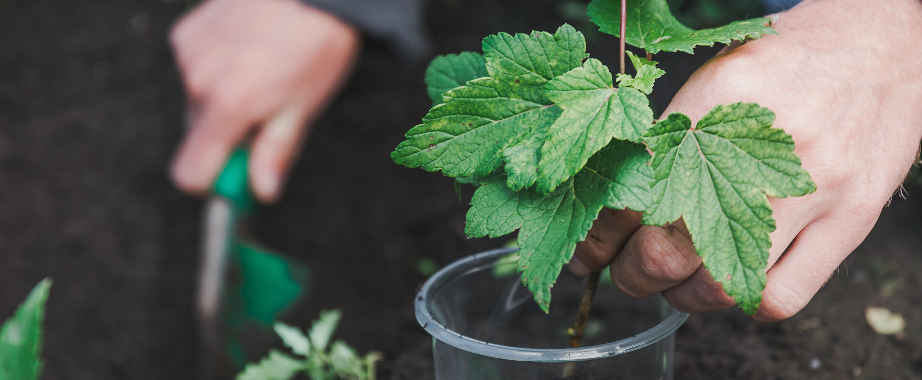 Trees for the Future