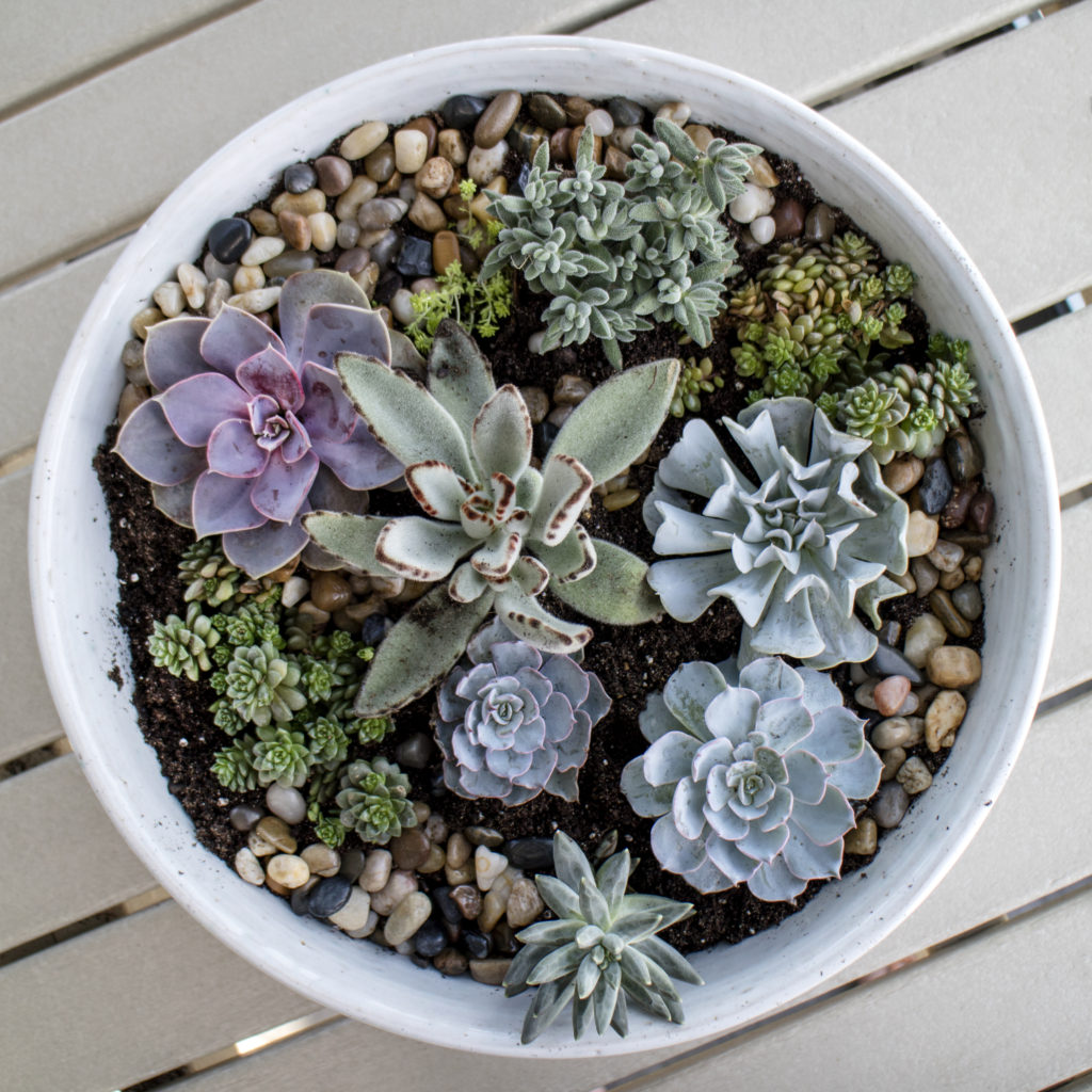 Succulent Planter