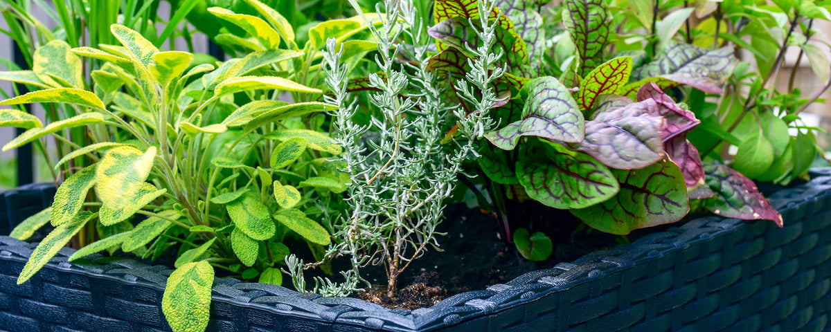 A variety of vibrant herbs fill a blue woven planter.