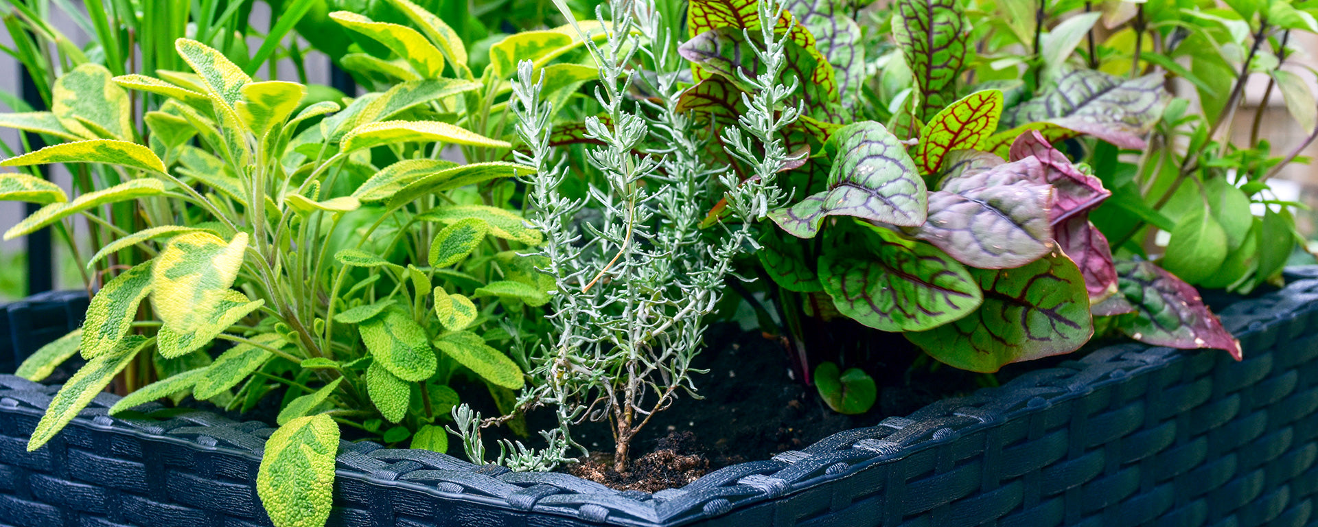 4 Deck-Friendly Gardens to Brighten Your Outdoor Space