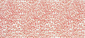 Safari Coral